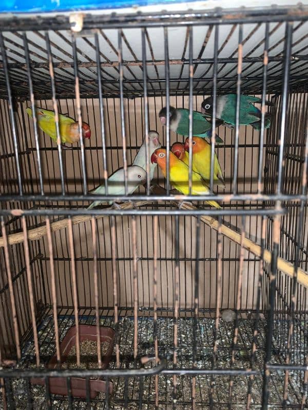 lovebird and green parrot 1