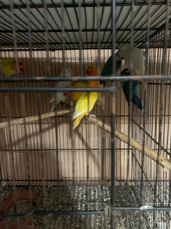 lovebird and green parrot 2