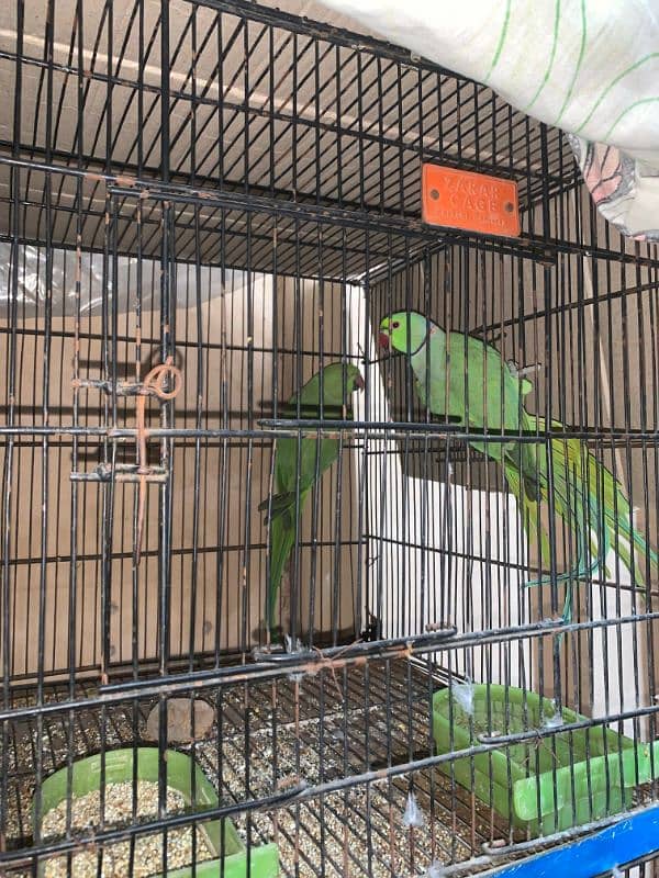 lovebird and green parrot 6