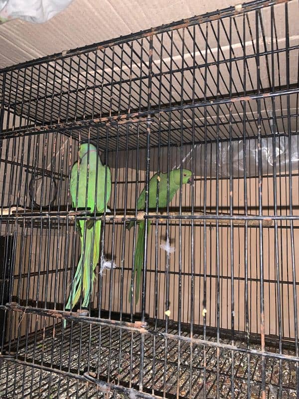 lovebird and green parrot 7