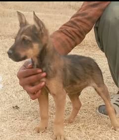 Alsatian bagiyadi full security male available for sale