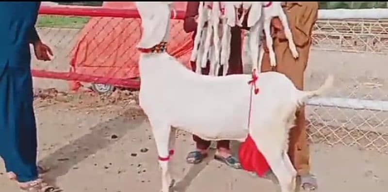 Desi bakri 3 bacchon ke sath For Sale WhatsApp on 0313,4935,145 0