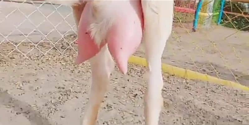 Desi bakri 3 bacchon ke sath For Sale WhatsApp on 0313,4935,145 1