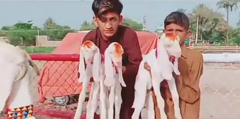 Desi bakri 3 bacchon ke sath For Sale WhatsApp on 0313,4935,145 2