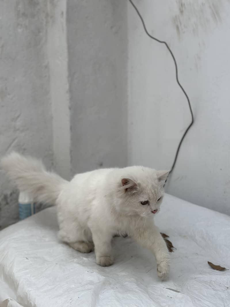 Persian cat Long hair important cat nice 0