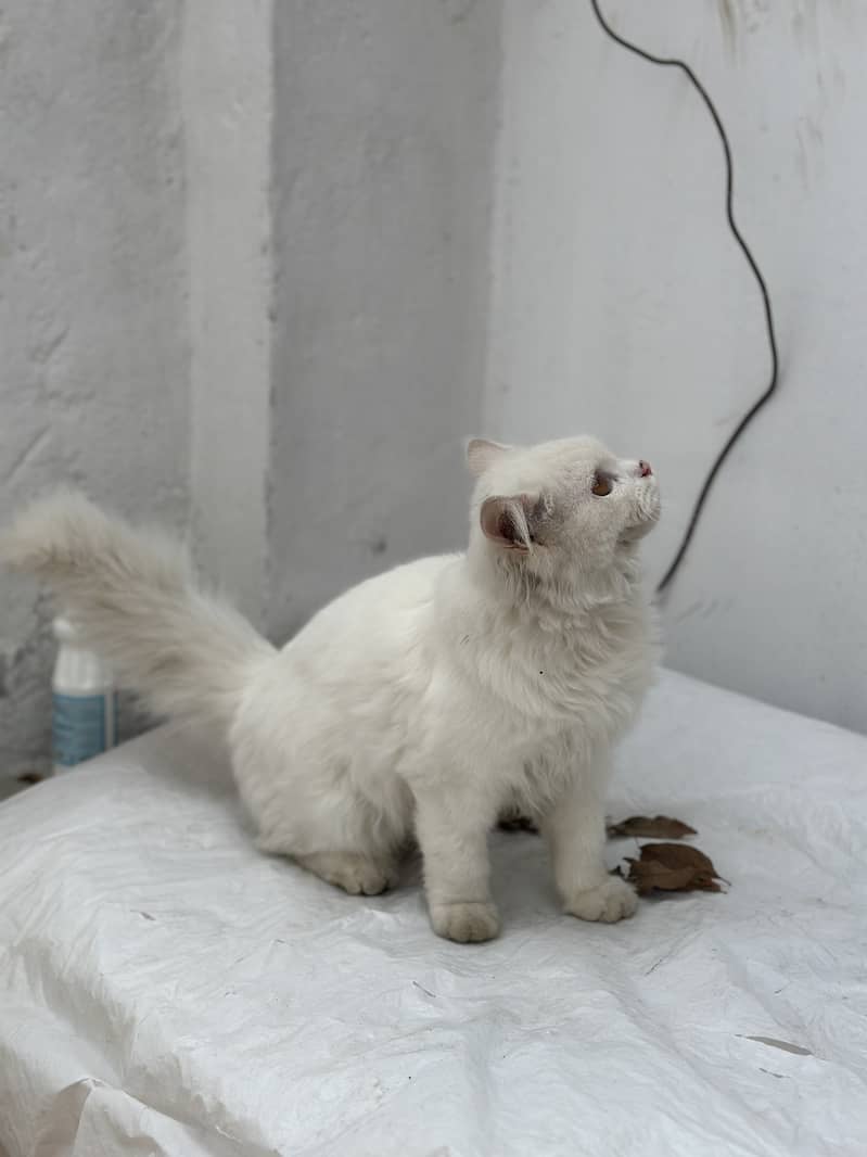 Persian cat Long hair important cat nice 1