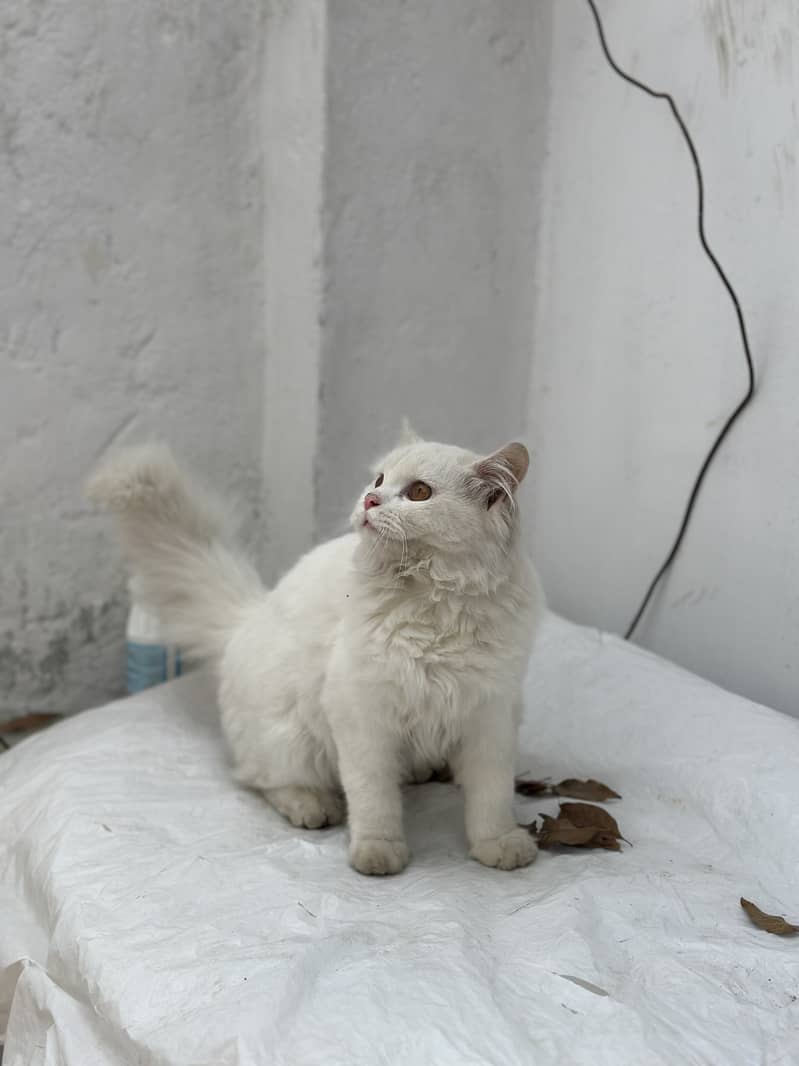 Persian cat Long hair important cat nice 2