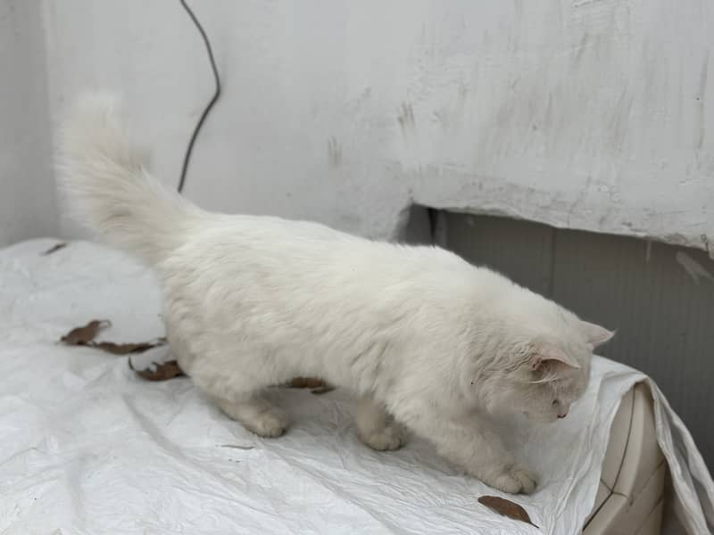 Persian cat Long hair important cat nice 3