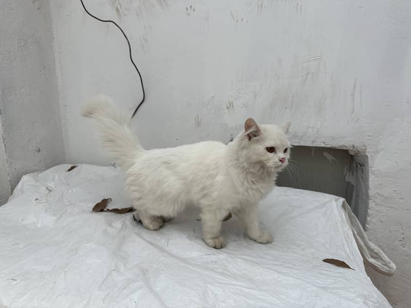 Persian cat Long hair important cat nice 4