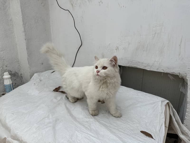 Persian cat Long hair important cat nice 5