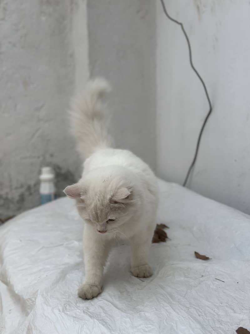 Persian cat Long hair important cat nice 6