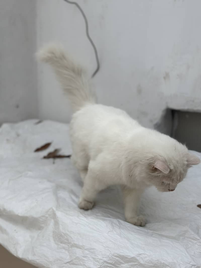 Persian cat Long hair important cat nice 7