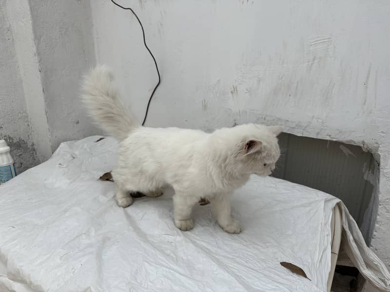 Persian cat Long hair important cat nice 8