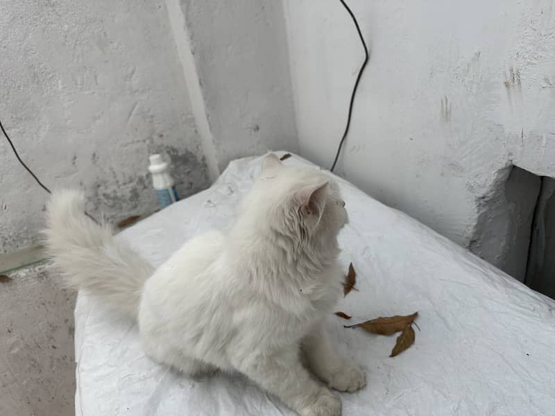 Persian cat Long hair important cat nice 9