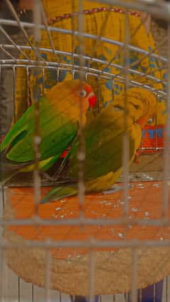 Lovebirds for sale