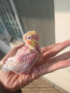 hand tame coctail common white chick for sale