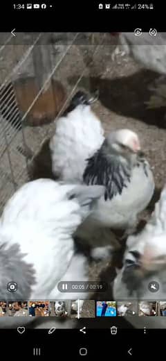 Brahma Fancy Chick's and Eggs Available