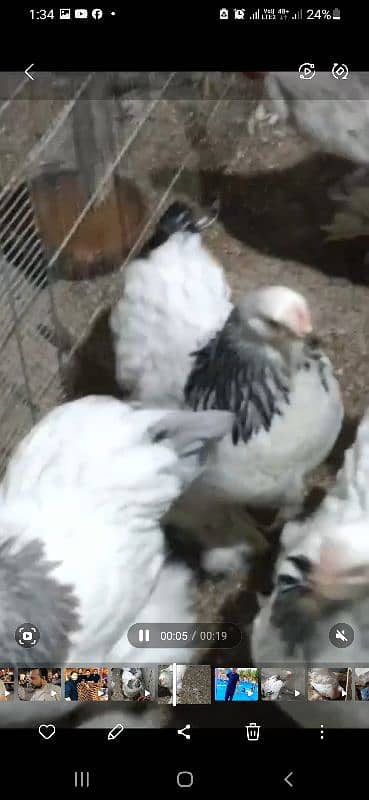 Brahma Fancy Chick's and Eggs Available 0