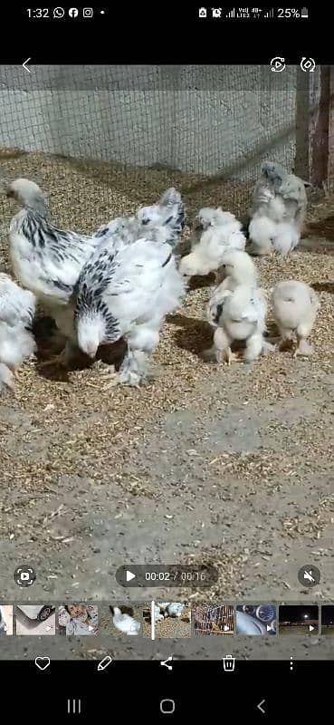 Brahma Fancy Chick's and Eggs Available 1