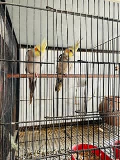 Beautiful pair of cocktails for sale now with cage and breeding box