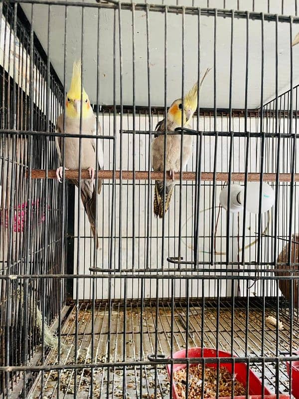 Beautiful pair of cocktails for sale now with cage and breeding box 1