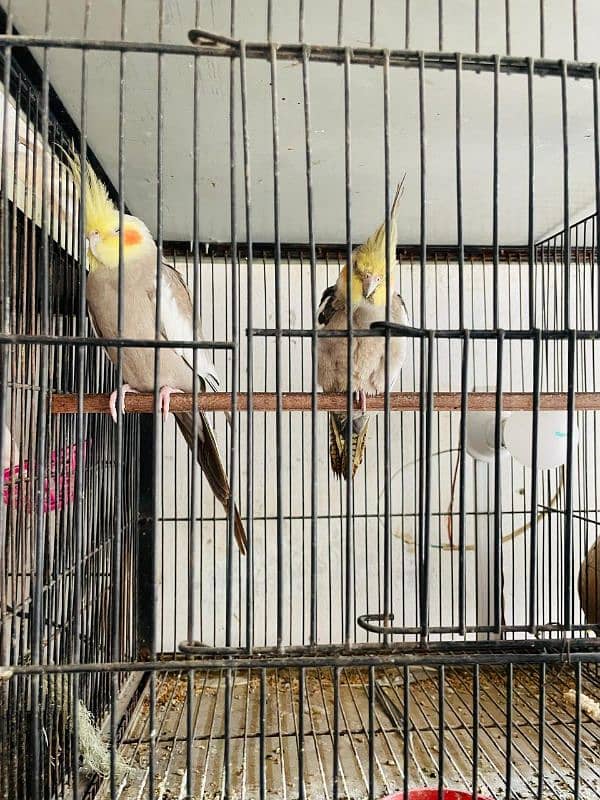 Beautiful pair of cocktails for sale now with cage and breeding box 2