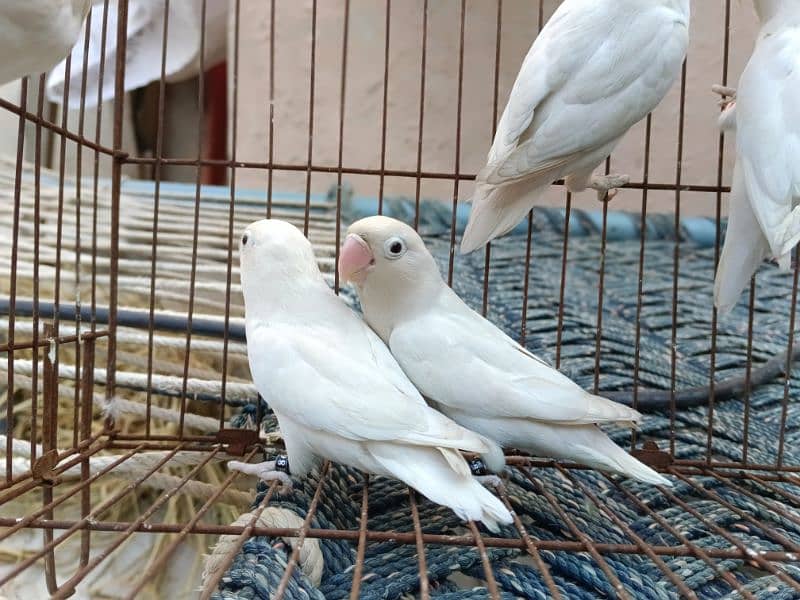 albino black eye  lutino red eye blue Opaline parblue parrotlovebird 0