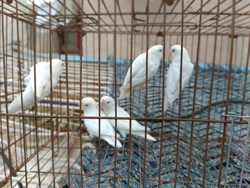 albino black eye  lutino red eye blue Opaline parblue parrotlovebird 1