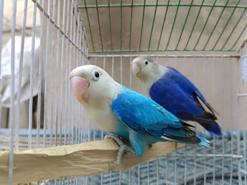 albino black eye  lutino red eye blue Opaline parblue parrotlovebird 2