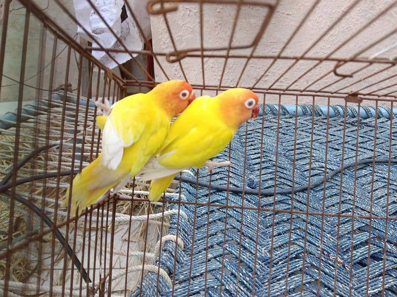 albino black eye  lutino red eye blue Opaline parblue parrotlovebird 3