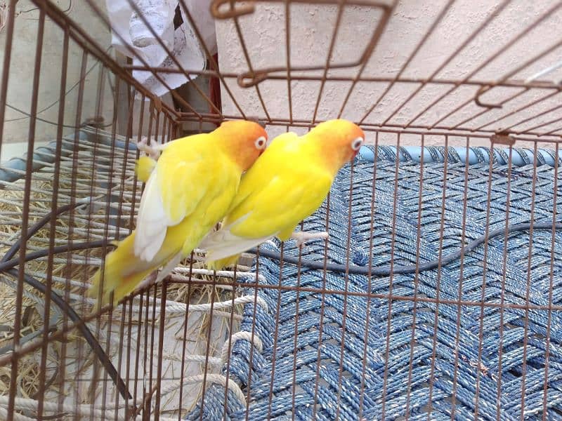 albino black eye  lutino red eye blue Opaline parblue parrotlovebird 4