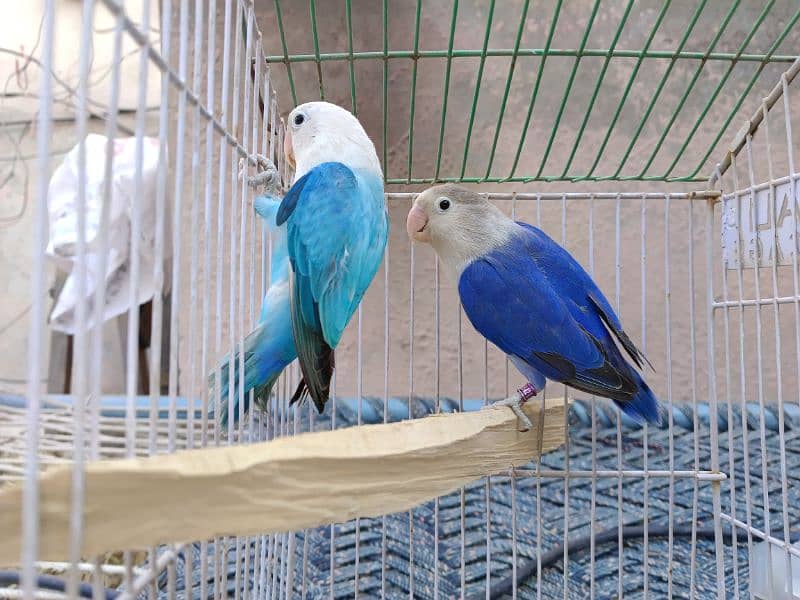 albino black eye  lutino red eye blue Opaline parblue parrotlovebird 5