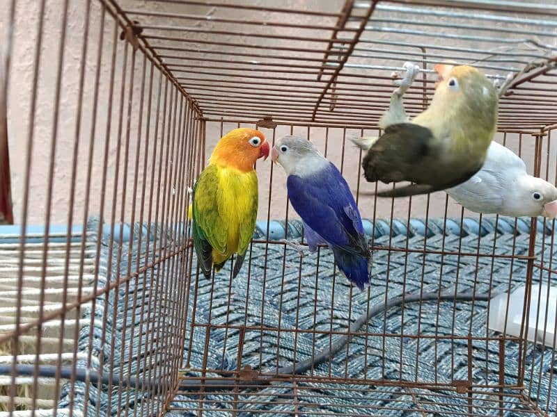 albino black eye  lutino red eye blue Opaline parblue parrotlovebird 6