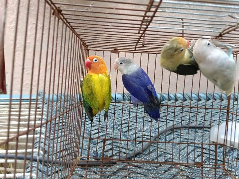 albino black eye  lutino red eye blue Opaline parblue parrotlovebird 7