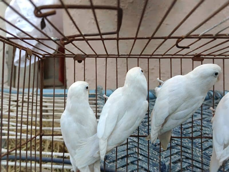 albino black eye  lutino red eye blue Opaline parblue parrotlovebird 8