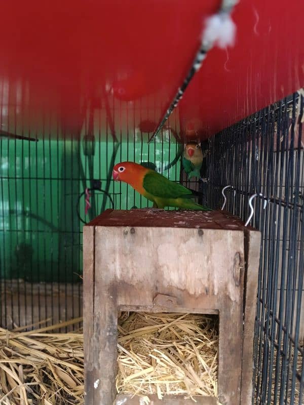 albino black eye  lutino red eye blue Opaline parblue parrotlovebird 9