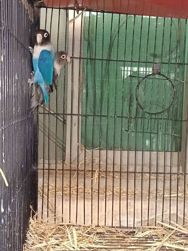 albino black eye  lutino red eye blue Opaline parblue parrotlovebird 10