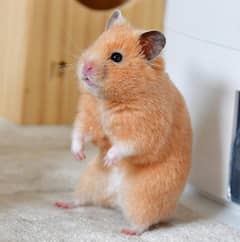 Cute Hamsters