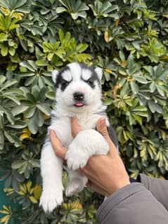 Husky pups both male & female available