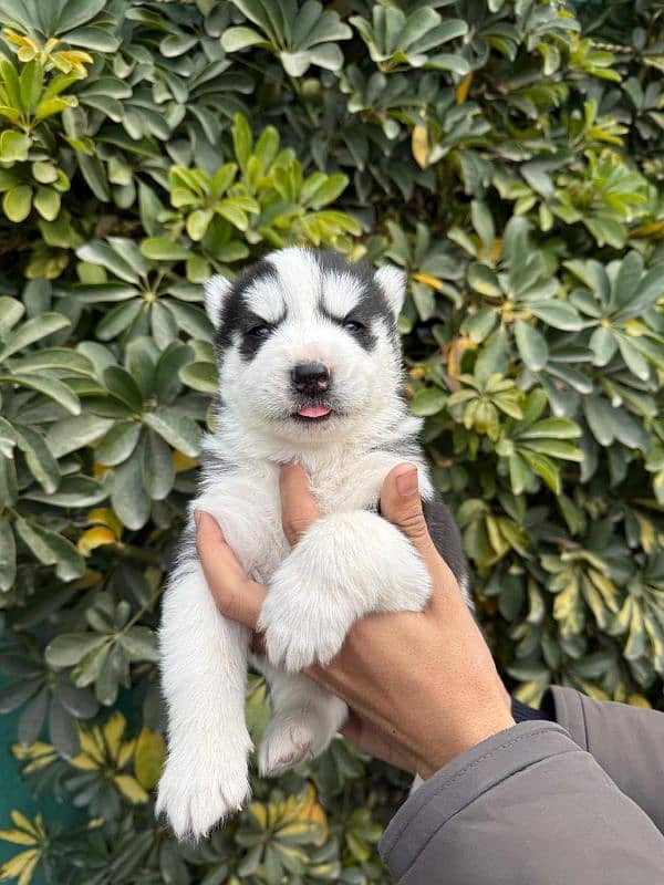 Husky pups both male & female available 0