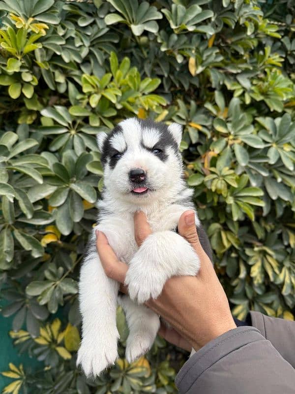 Husky pups both male & female available 1