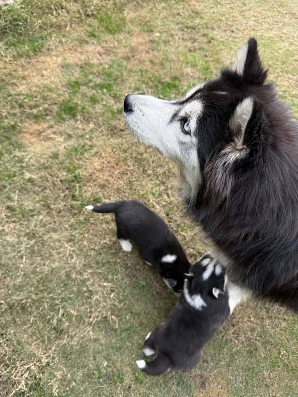 Husky pups both male & female available 2