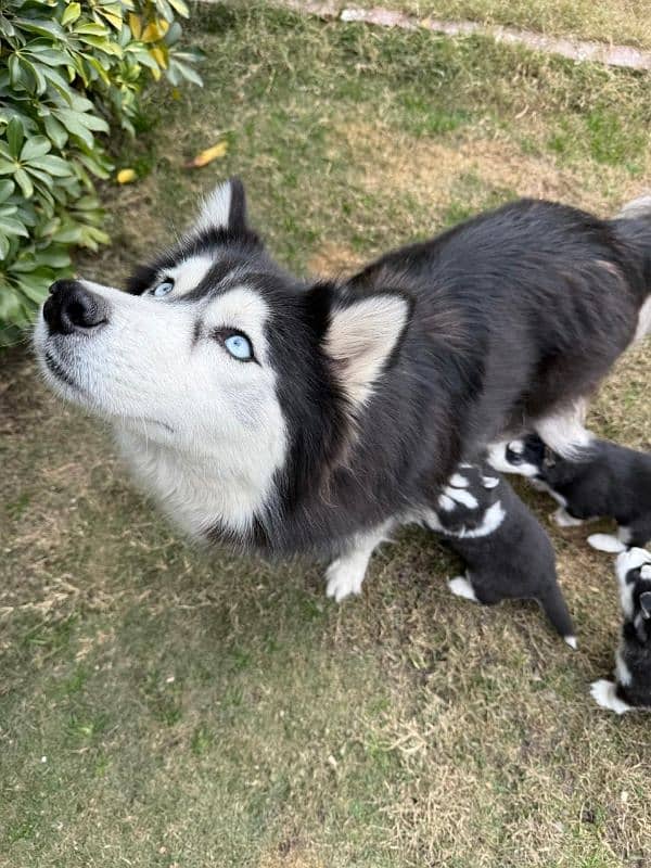 Husky pups both male & female available 3