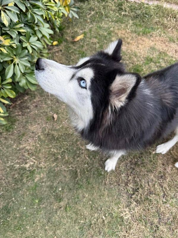 Husky pups both male & female available 4