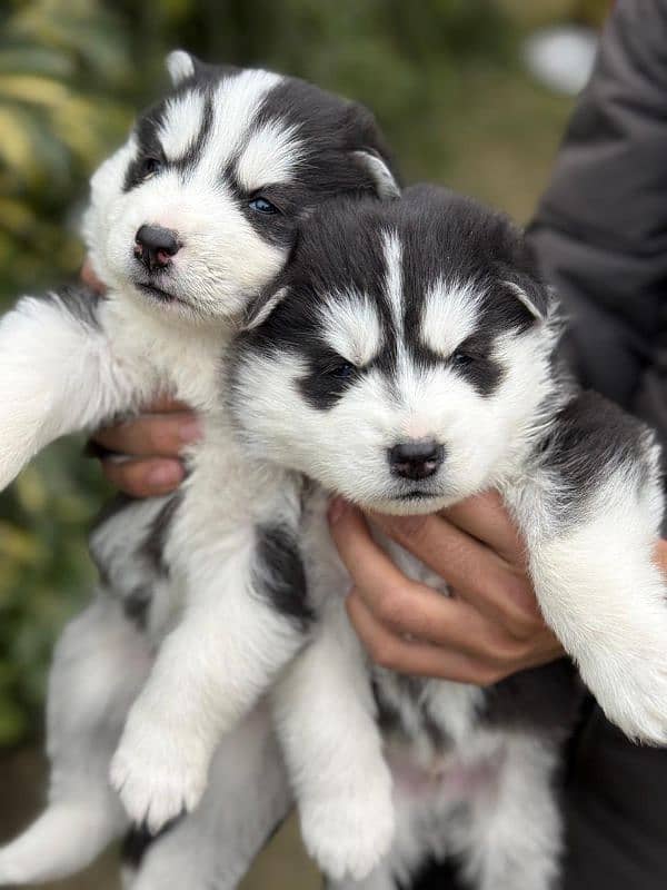 Husky pups both male & female available 6