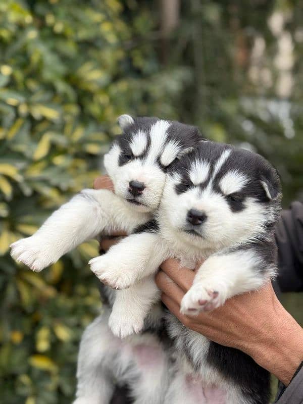 Husky pups both male & female available 7