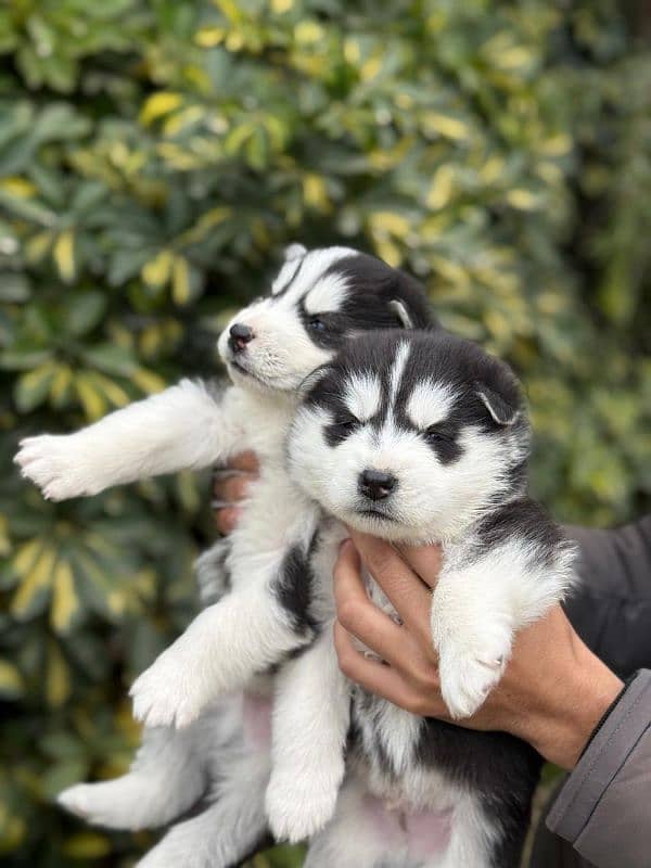 Husky pups both male & female available 8