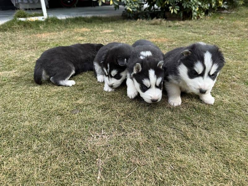 Husky pups both male & female available 9