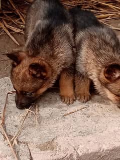 german shaphred puppies