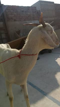 bakri for sell urgent